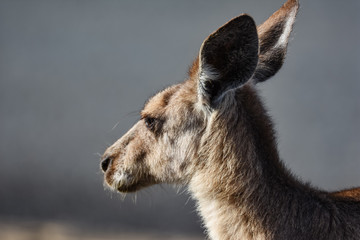Kangaroo head in profile