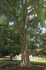 Alter Ginkgo-Baum in Straßburg