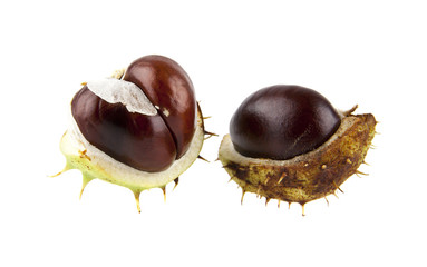 Chestnuts isolated on white background