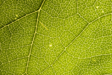 Structure of a leaf.