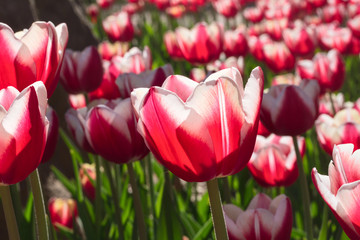 Group and close up of red white lily-flowered single beautiful tulips growing in the garden