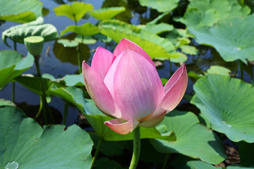 Fototapeta premium ハスの花