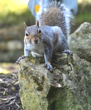 squirrel 