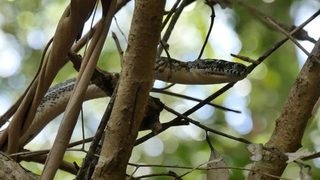 Snake reptile in rain forest Diamond Python (Morelia spilota)