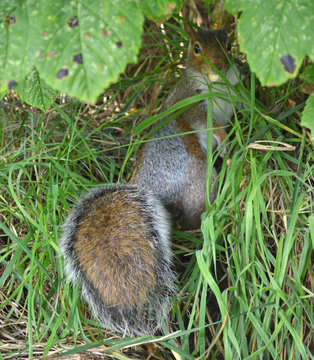 squirrel