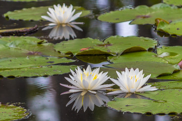 Pond Blossom