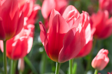 Group and close up of red lily-flowered singlebeautiful tulips growing in the garden