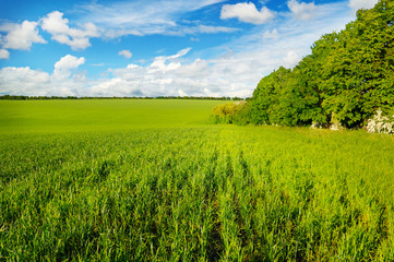 green field and blue sky