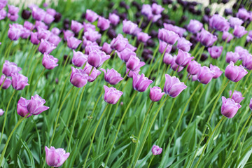 Violet and purple tulips background