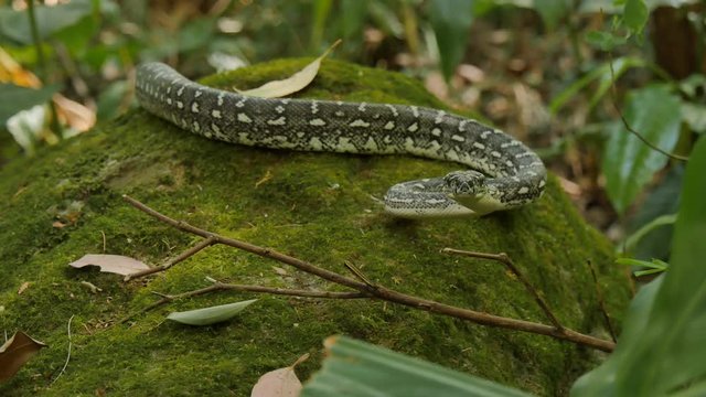 Snake reptile in rain forest Diamond Python (Morelia spilota)