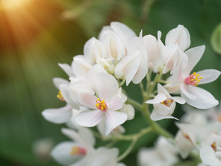 Obraz na płótnie Canvas Glow flower of White Mexican Creeper in the garden.