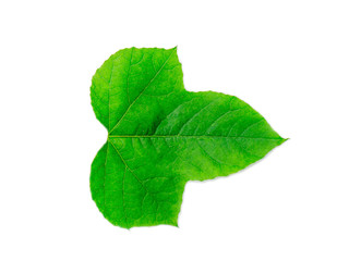 green leaf on a white