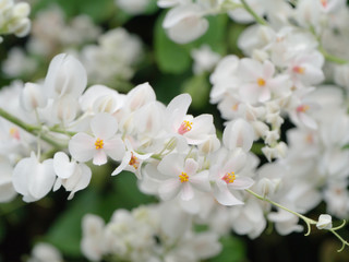 Fototapeta premium Glow flower of White Mexican Creeper in the garden.