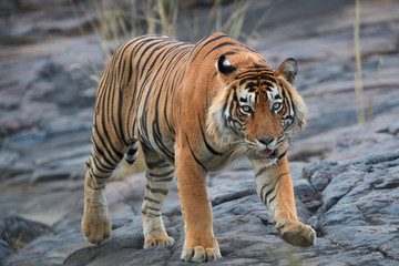 Close up, big male of Bengal tiger, Panthera tigris, walking on the rock. Wild tiger from front view, staring directly at camera. Indian wildlife, Ranthambore, India.