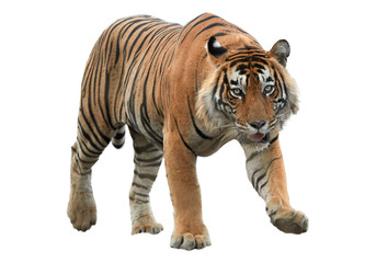 Male of Bengal tiger, Panthera tigris, isolated on white background. Tiger from front view, staring...