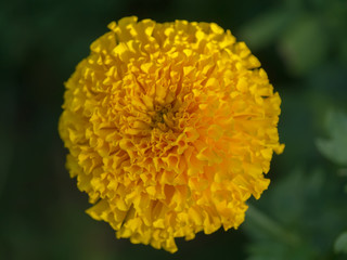Yellow marigolds flower.