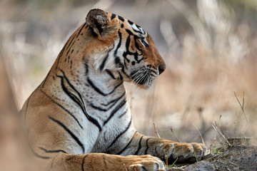 Close up portrait of tigress. Wild Bengal tiger, Panthera tigris against dry forest. Ranthambore national park, Rajasthan, India.