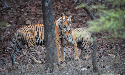 Naklejka na ściany i meble Pair of wild, mating Bengal tigers, Panthera tigris in its natural environment. Big tiger and smaller tigress together. You can see difference in size. Ranthambore national park, Rajasthan, India