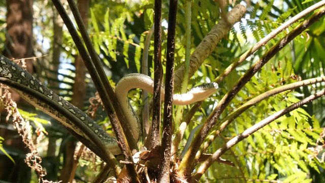 Python snake in natural environment hunting in forest - Diamond Python