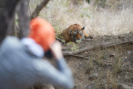 Traveller is photographing bengal tiger, Panthera tigris, wild tigress  in dry forest of Ranthambore  national park, Rajasthan, India.  Wildlife photography in India.