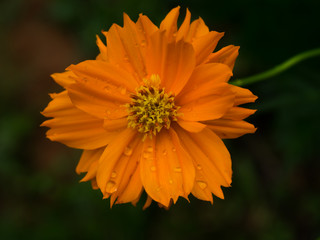 orange cosmos flower with water drop in the dark background.