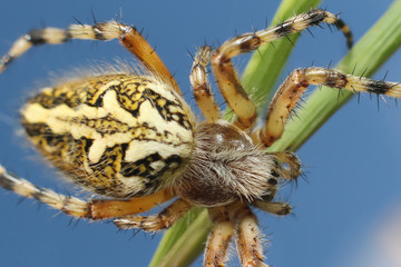 Spider