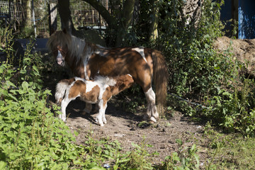 Naklejka na ściany i meble A baby pony is nursing his mother's milk