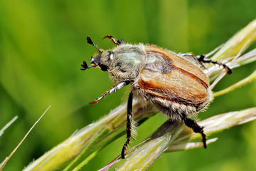 Summer chafer 