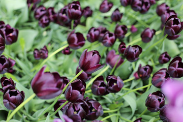Obraz premium Dark purple tulips closeup