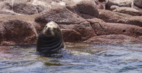 Sea Lions Isla Espiritu Santo, Sea Of Cortes, La Paz Baja California Sur. Mexico