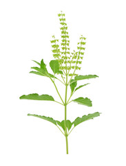 Fototapeta premium fresh sweet basil flower isolated on a white background