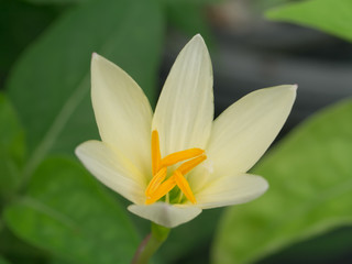 Beautiful rain lily flower.