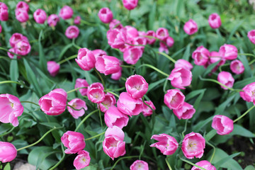 Pink tulips background