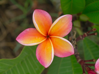 Fototapeta na wymiar frangipani flower on the tree