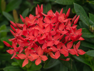 Ixora flowers in the garden at the park
