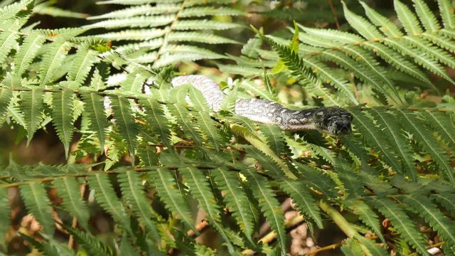 Python snake in natural environment hunting in forest - Diamond Python