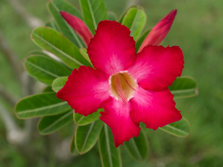Fototapeta premium Adenium obesum (Desert Rose; Impala Lily; Mock Azalea)