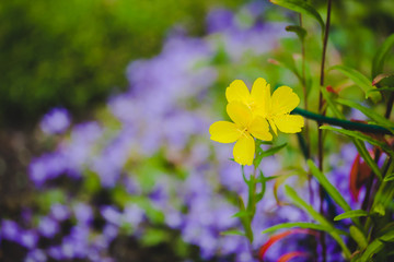 Gelbe Blüte Frühling Blumen im Garten