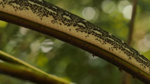 Snake reptile in rain forest Diamond Python (Morelia spilota)