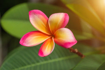 frangipani flower on the tree.