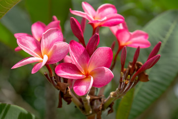 frangipani flower on the tree.