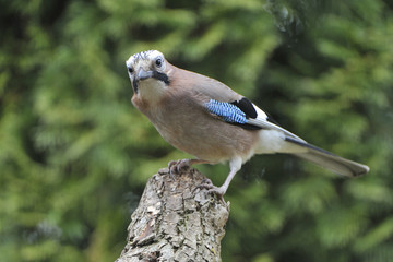 Eichelh&auml;her bei der Futtersuche