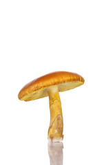 Cepe on a white background...porcini mushroom 