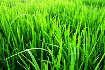 Fototapeta na wymiar Soft focus Grass.