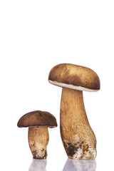 Two boletus mushrooms isolated