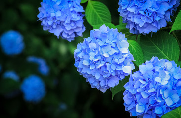 青色の紫陽花
