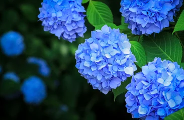 Foto op Canvas Blauwe hortensia © aykfree