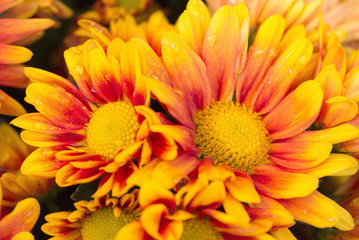 orange chrysanthemums flower in the garden