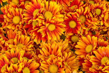 orange chrysanthemums flower background