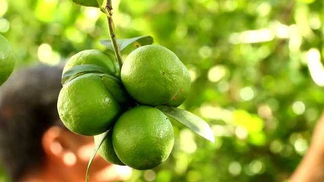  green lemons and blur man harvesting